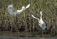 Kirms Photography Snowy Egret-1